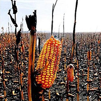 Depleted Land and Drought